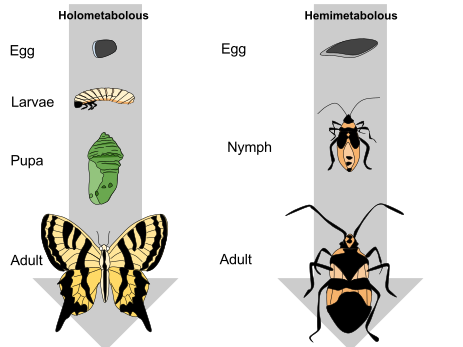 Life cycle of insects
